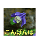 こころ休まる花と風景(15)（個別スタンプ：3）