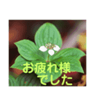 こころ休まる花と風景(15)（個別スタンプ：5）