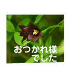 こころ休まる花と風景(15)（個別スタンプ：6）