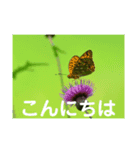 こころ休まる花と風景(15)（個別スタンプ：7）