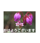 こころ休まる花と風景(15)（個別スタンプ：8）