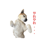 ゴン ⑭anniversary（個別スタンプ：2）