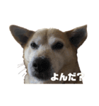 ゴン ⑭anniversary（個別スタンプ：7）