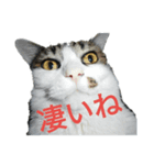 驚きの猫と交通安全（個別スタンプ：1）