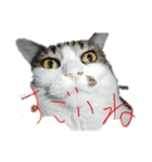 驚きの猫と交通安全（個別スタンプ：3）