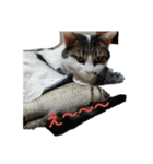 驚きの猫と交通安全（個別スタンプ：4）