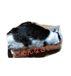 驚きの猫と交通安全（個別スタンプ：6）