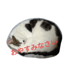 驚きの猫と交通安全（個別スタンプ：7）