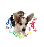 「わが家の三男 ライト」（個別スタンプ：6）