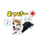 「わが家の三男 ライト」（個別スタンプ：7）