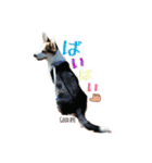 「わが家の三男 ライト」（個別スタンプ：14）