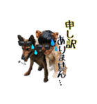 「わが家の三男 ライト」（個別スタンプ：15）