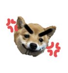 ワンワン！ワォーーン！（個別スタンプ：3）