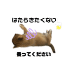 ワンワン！ワォーーン！（個別スタンプ：7）