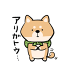 旅する柴犬（個別スタンプ：31）