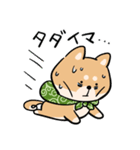 旅する柴犬（個別スタンプ：37）