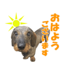 挨拶します（個別スタンプ：1）