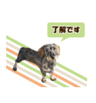 挨拶します（個別スタンプ：4）