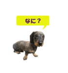 挨拶します（個別スタンプ：5）