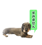 挨拶します（個別スタンプ：6）