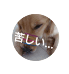 ORANGE ペット（個別スタンプ：1）