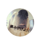 ORANGE ペット（個別スタンプ：5）