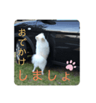 モカラニアン その3（個別スタンプ：1）