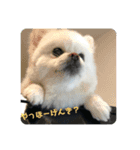 モカラニアン その3（個別スタンプ：7）
