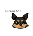 チワワ ブラックタン オス（個別スタンプ：3）