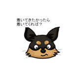 チワワ ブラックタン オス（個別スタンプ：7）