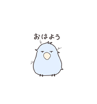 だるインコ てんちゃん（個別スタンプ：1）