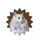 フク・チー スタンプ（個別スタンプ：1）