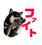 黒柴、一休パート3（個別スタンプ：4）