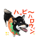 黒柴、一休パート3（個別スタンプ：14）