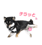 黒柴、一休パート3（個別スタンプ：16）
