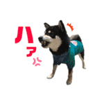 黒柴、一休パート3（個別スタンプ：17）