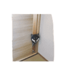 黒柴、一休パート3（個別スタンプ：26）