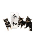 黒柴、一休パート3（個別スタンプ：40）