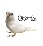 ちわぴーの日常（個別スタンプ：1）