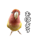 ちわぴーの日常（個別スタンプ：2）