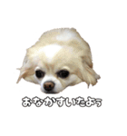 ちわぴーの日常（個別スタンプ：3）