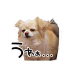 ちわぴーの日常（個別スタンプ：5）