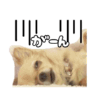 ちわぴーの日常（個別スタンプ：6）