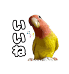 ちわぴーの日常（個別スタンプ：11）