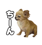 ちわぴーの日常（個別スタンプ：13）