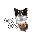 ちわぴーの日常（個別スタンプ：14）