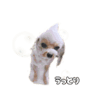 ちわぴーの日常（個別スタンプ：16）