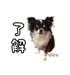 ちわぴーの日常（個別スタンプ：22）