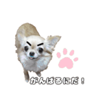 ちわぴーの日常（個別スタンプ：24）