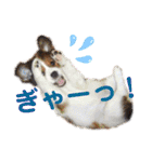 ほんわかエル＆シェリ♡シスターズ（個別スタンプ：19）